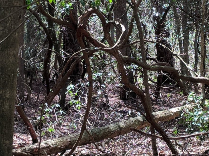 Pocomoke River State Park: Milburn Landing