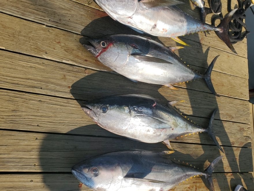 Spring Mix Charters